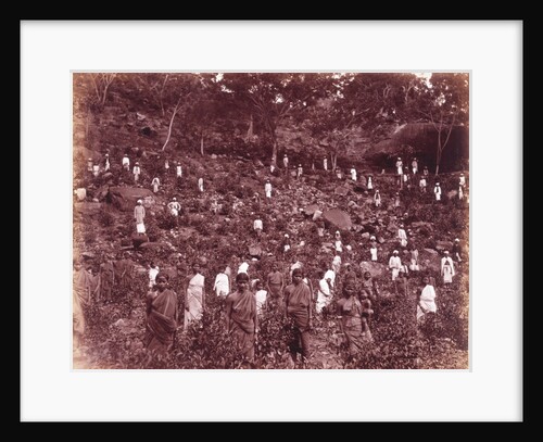 A Tea Estate by Unknown