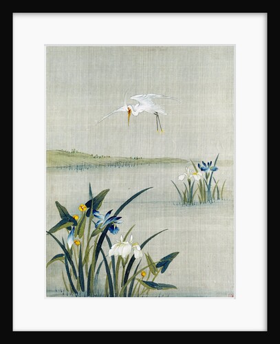 White crested heron flying over a lake with blue and white irises by Unknown