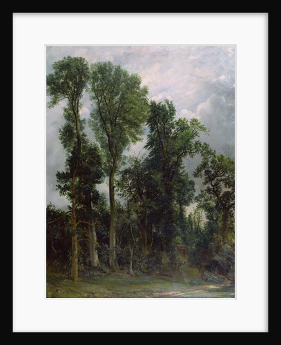 Trees at Hampstead by John Constable