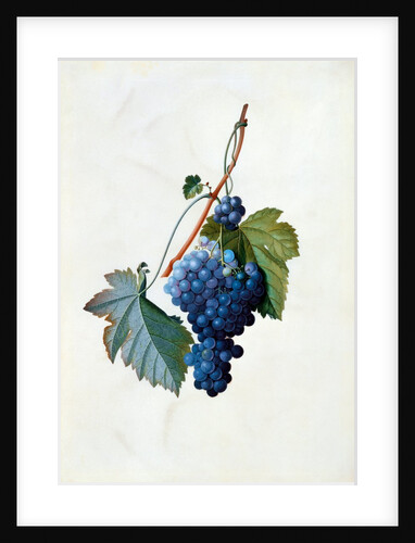 Grapes by Georg Dionysus Ehret