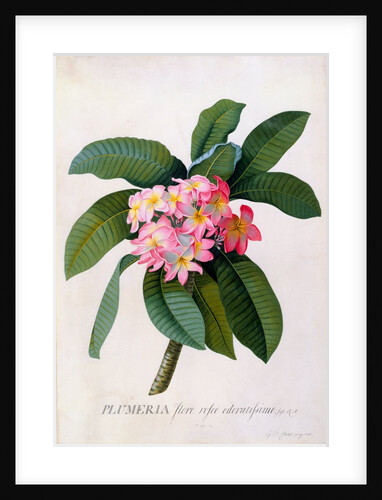 Plumeria by Georg Dionysius Ehret