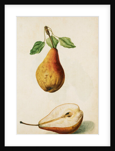 Pears by Jacques Le Moyne de Morgues