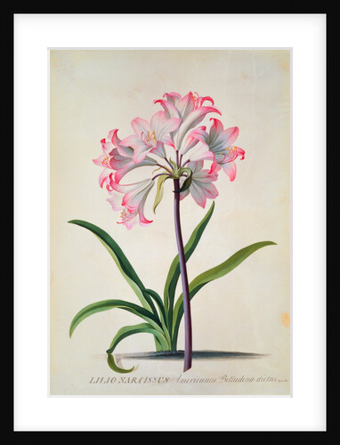 Belladonna Lily by Georg Dionysius Ehret