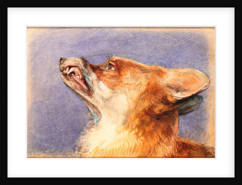 Head of a Fox by John Frederick Lewis