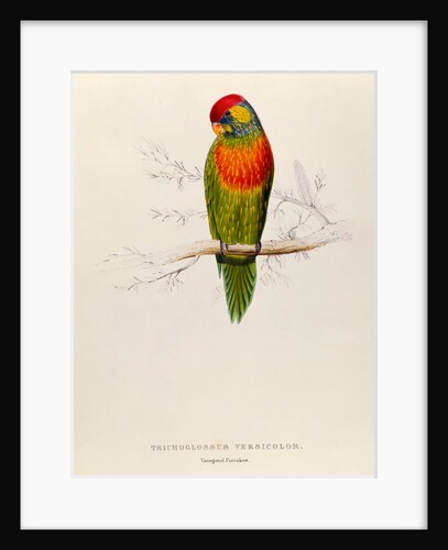 Variegated Parakeet: Trichoglossus Versicolor by Edward Lear