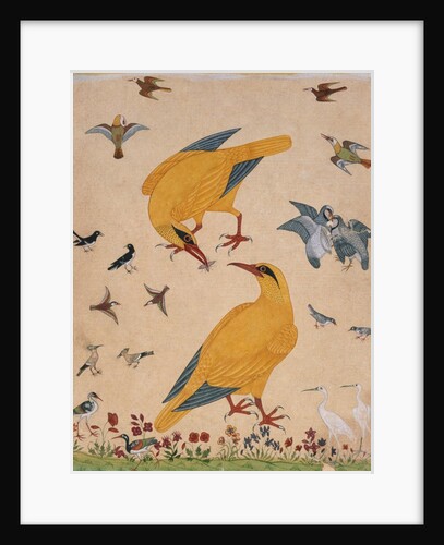 A Variety of Birds. Probably Murshidabad, India, mid-18th century by Unknown