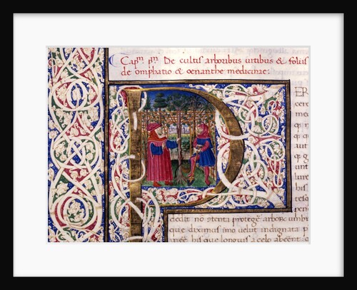 Initial P by Pliny The Elder