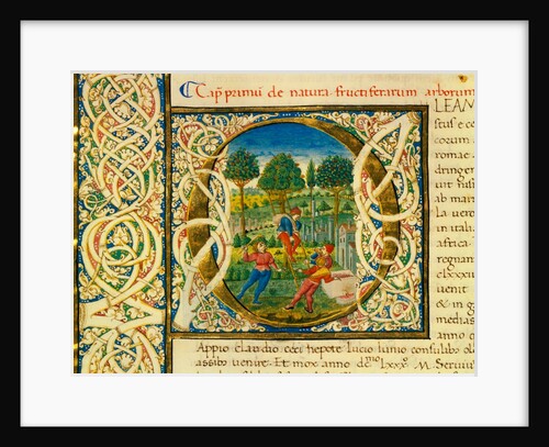 Initial O, from Pliny's Natural History. Italy, mid-15th century by Pliny the Elder