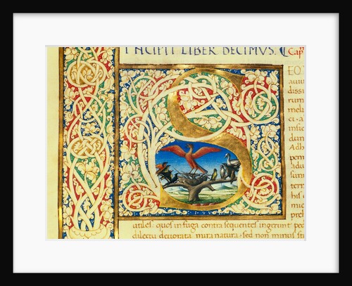 Initial S, from Pliny's Natural History. Italy, mid-15th century by Pliny the Elder
