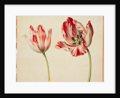 Study of tulips by Unknown