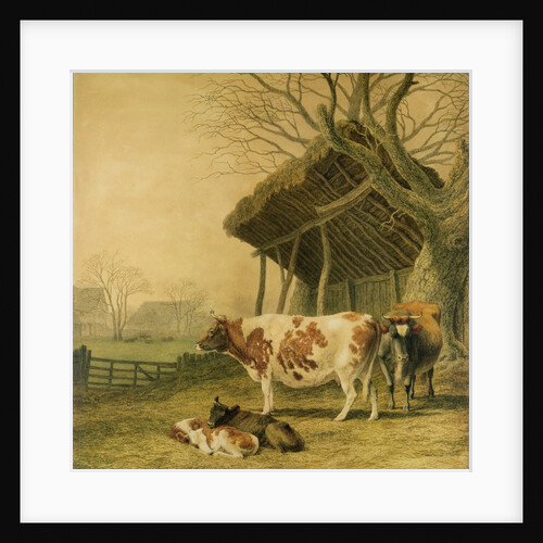 Alderney Cows and Calves by Robert Hills