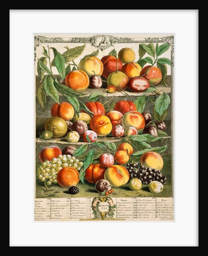 August, from The twelve months of fruits by Robert Furber