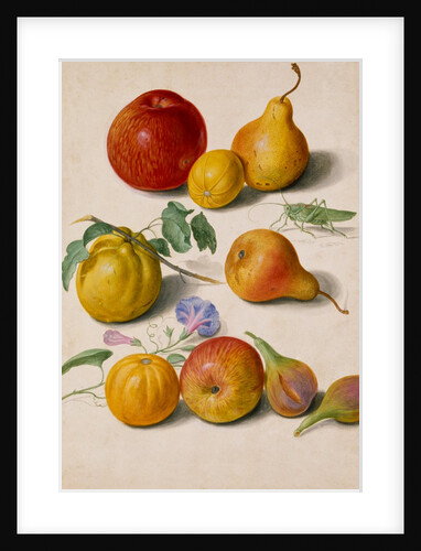 Watercolour by Johann Jakob Walther