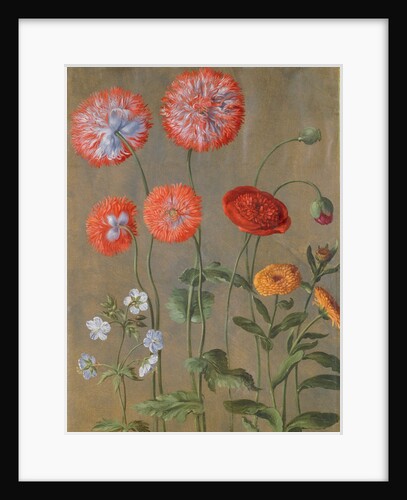 Poppies by Johann Jakob Walther