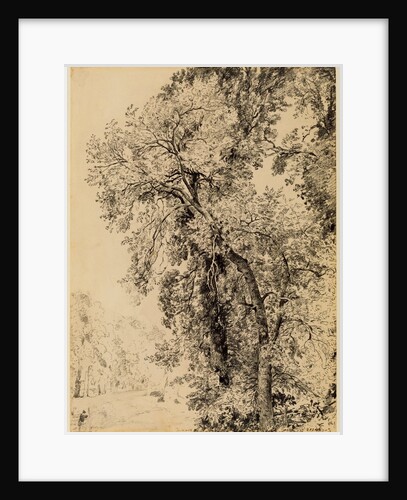 Study of Ash Trees by John Constable