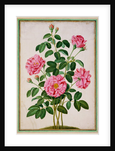 Rose by Johann Jakob Walther