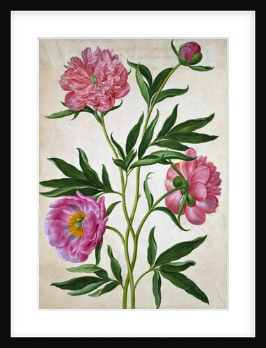 Peonies by Johann Jakob Walther