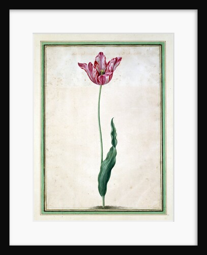 Tulips by Johan Jakob Walther