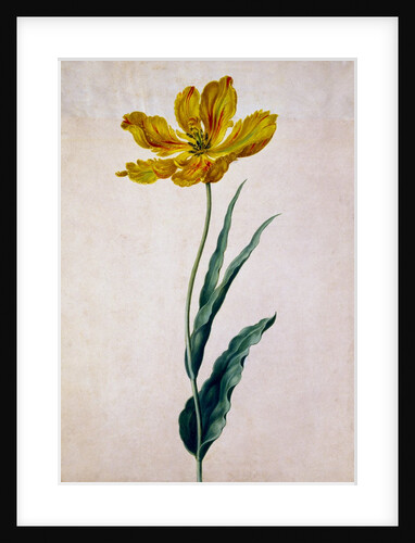 Parrot Tulip by Johann Jakob Walther