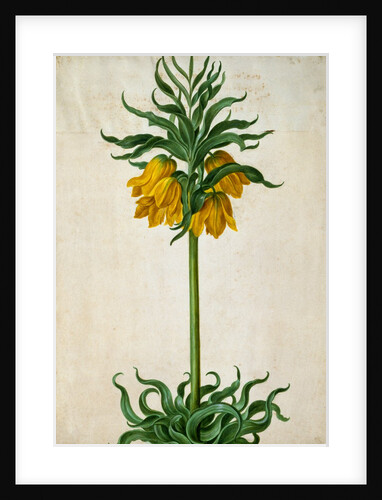 Crown Imperial by Johann Jakob Walther