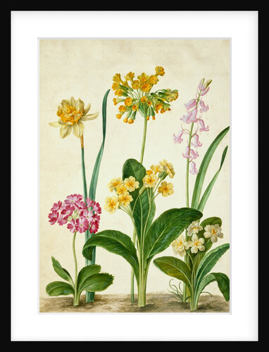 Cowslip by Johann Jakob Walther