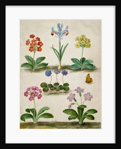 Primula Trifolia & An Iris by Johann Jakob Walther