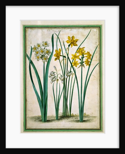 Narcissi, from Horti Itzeinensis by Johann Jakob Walther