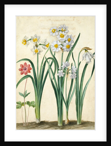 Narcissi by Johann Jakob Walther