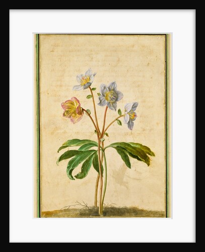 Christmas Rose by Johann Jakob Walther