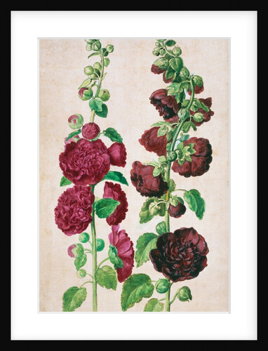 Hollyhocks by Johann Jakob Walther