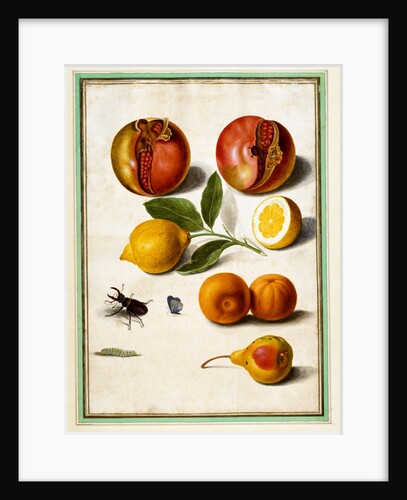 Pomegranates by Johann Jakob Walther