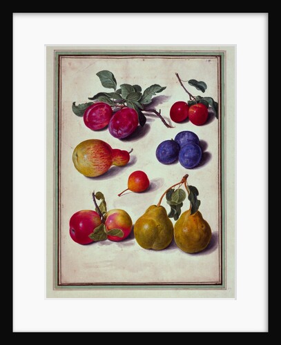 Plums by Apples and Pears
