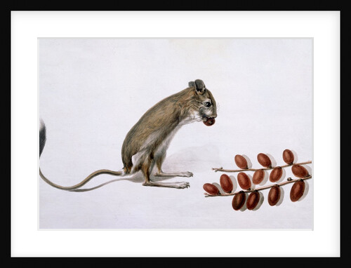 Jerboa or Desert Rat by Jean-Baptiste Adanson