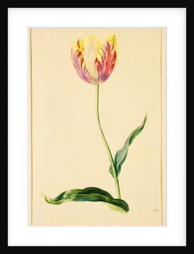 Study of a Tulip by Mary Moser