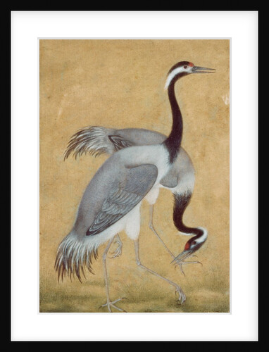 A pair of Saras birds by Unknown