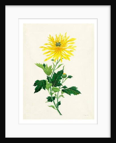 Chrysanthemum by Unknown