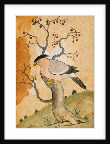 Black Headed Myna bird on a tree-trunk. Punjab, India, 19th century by Unknown