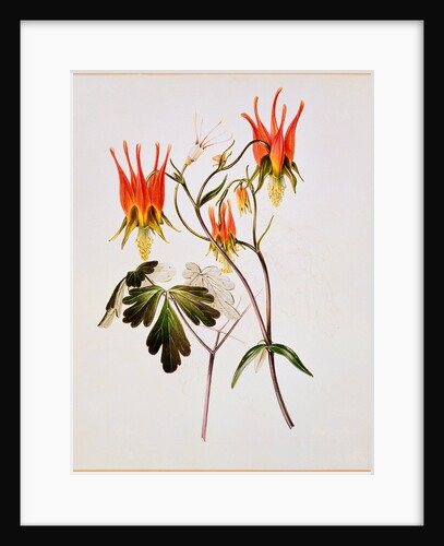 Aquilegia by Samuel Holden