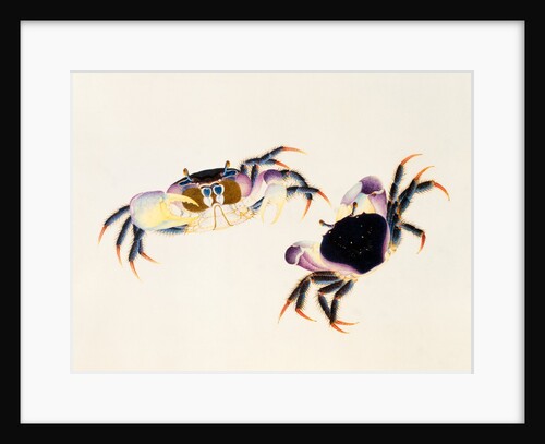 A Land Crab, Delhi Company School by Delhi Company School