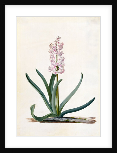 Hyacinth by Georg Dionysus Ehret