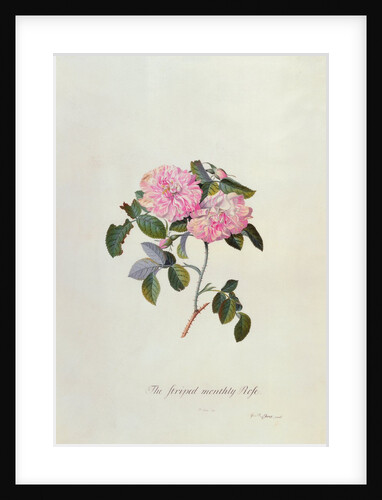 Striped Monthly Rose by Georg Dionysus Ehret