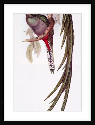 Fine Bird Books by Anonymous