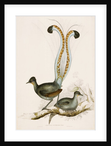 The Lyre Bird by Unknown