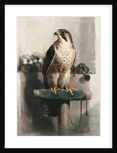 The Hawk by Landseer
