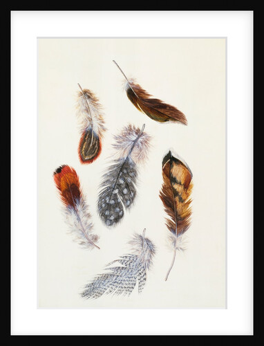 Feathers by Claude Aubriet