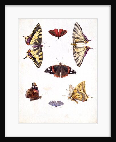 A Variety of Butterflies and Moths by Claude Aubriet