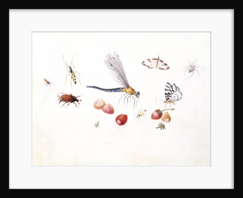 Dragonfly, Magpie Moth, Other insects and Wild strawberries by Claude Aubriet