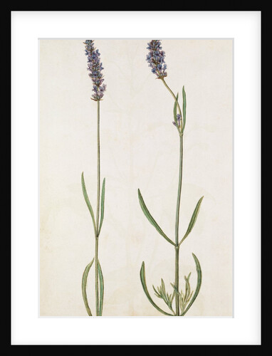 Lavender by Jacques Le Moyne de Morgues