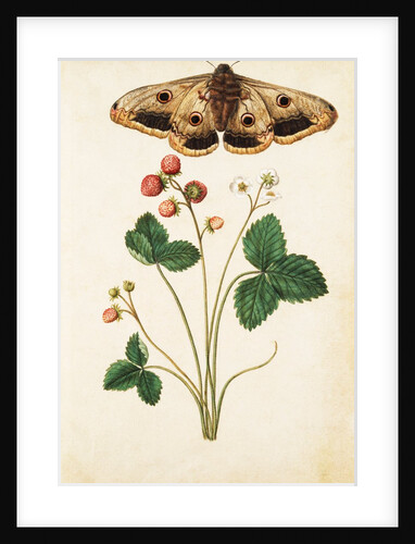 Wild Strawberry & Female Emperor Moth by Jacques Le Moyne de Morgues