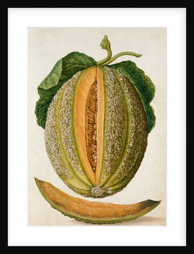 Melon by Jacques Le Moyne de Morgues